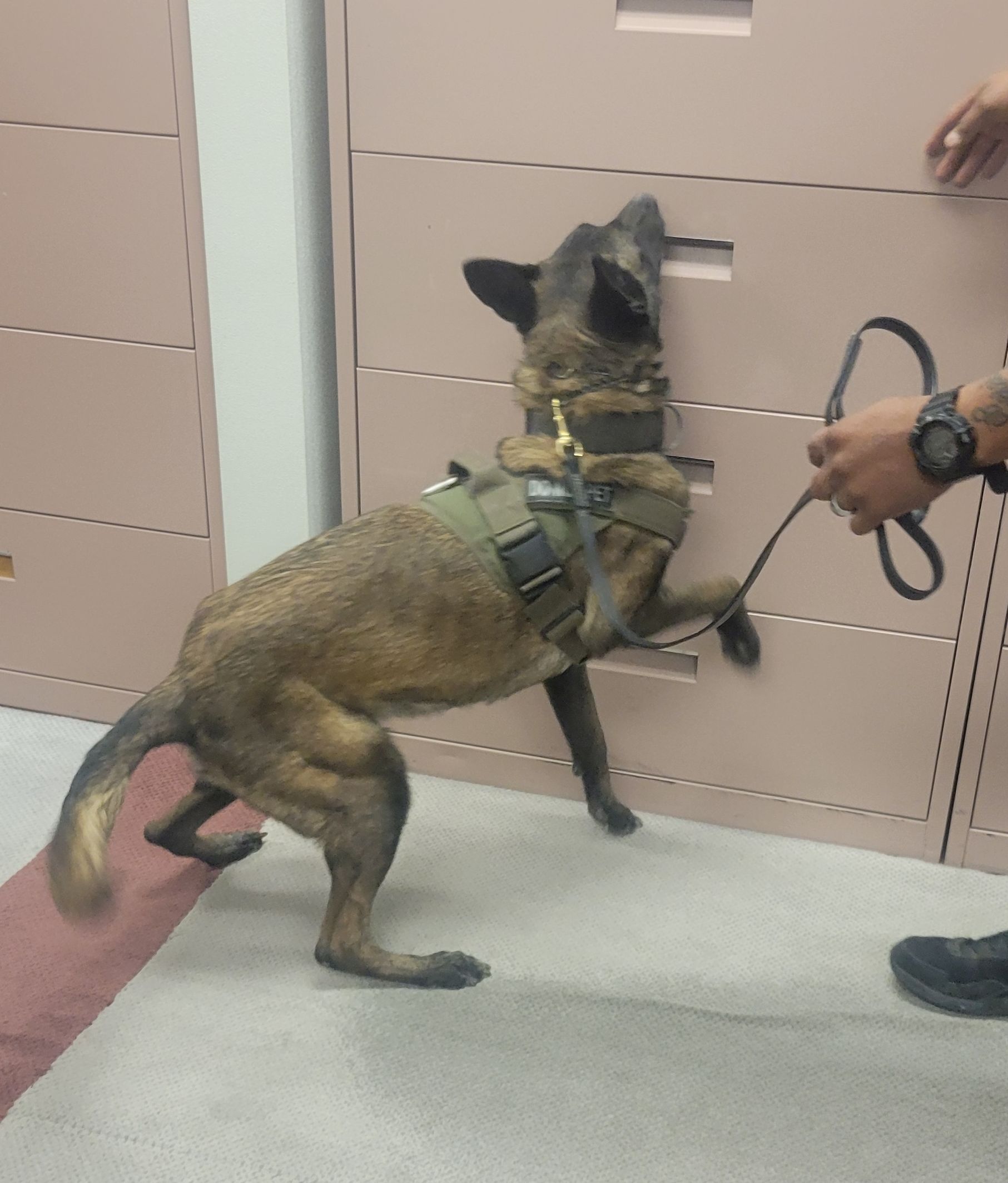 K9 training scenario 5